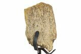 Fossil Hadrosaur Limb Bone Section w/ Metal Stand - South Dakota #339915-1
